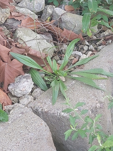 ribwort plantain