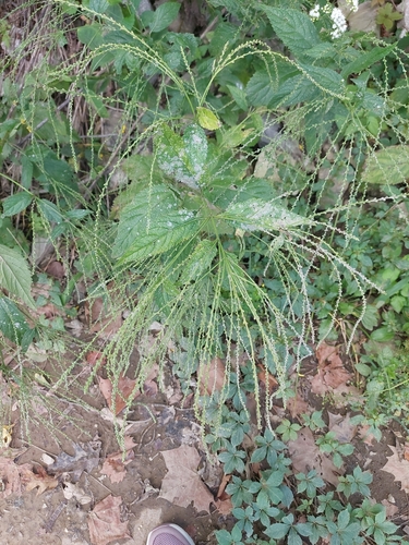 white vervain