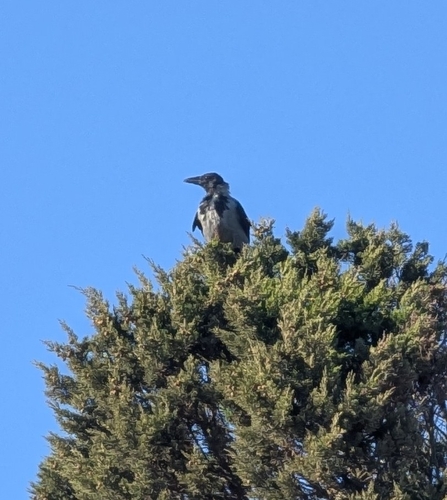 Hooded Crow