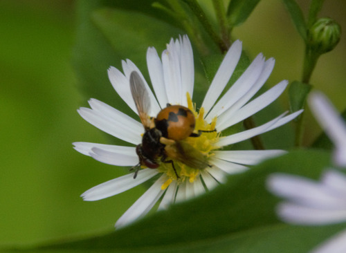 Gymnosoma