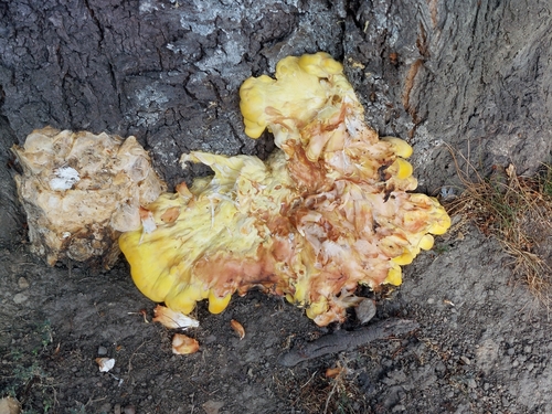 chicken of the woods