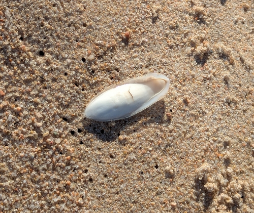European Common Cuttlefish