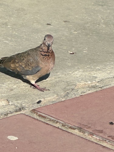Laughing Dove