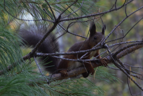 Eurasian Red Squirrel
