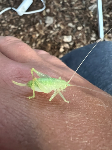 Shielded Oak Bush-cricket