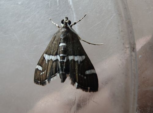 Hawaiian Beet Webworm Moth