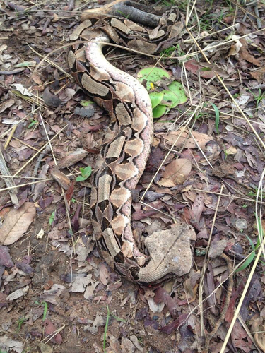 Gaboon Viper