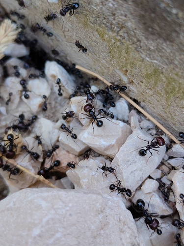 Barbary Harvester Ant