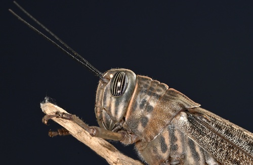 Tree Locust