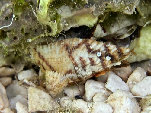 Noah's Ark shell