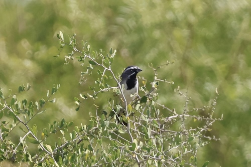 Black-throated Sparrow