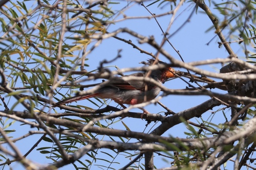 Pyrrhuloxia