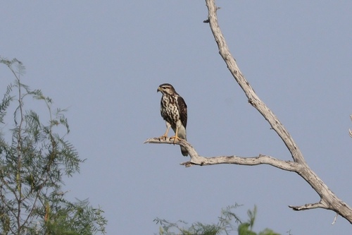 Gray Hawk