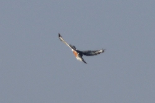 Ringed Kingfisher