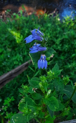 great blue lobelia