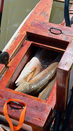 Red Drum