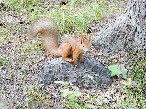 Eurasian Red Squirrel