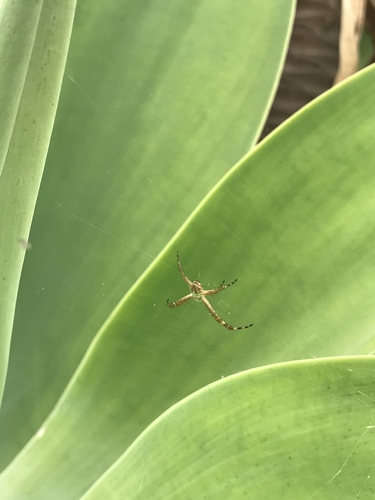 Silver Garden Orbweaver