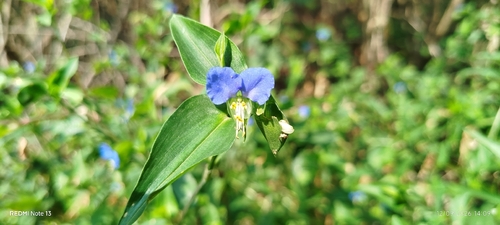 Asiatic dayflower