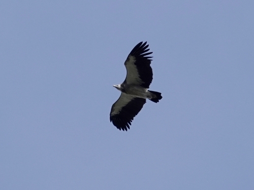 Himalayan Griffon