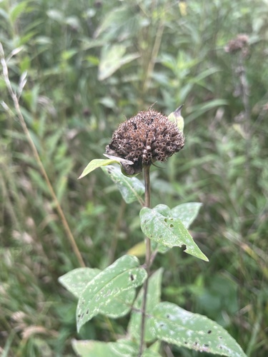 wild bergamot