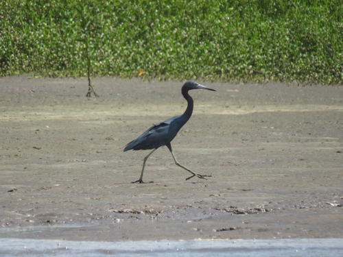 Little Blue Heron