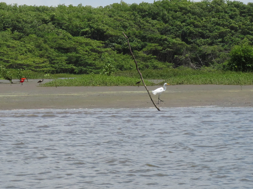 Great Egret