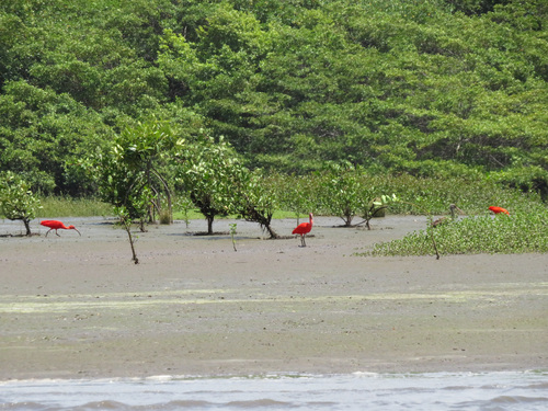 Scarlet Ibis
