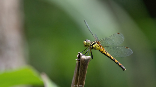 Four-tipped Darter