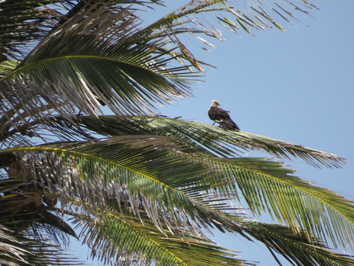 Yellow-headed Caracara