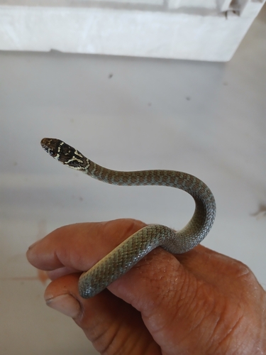 Green Whip Snake