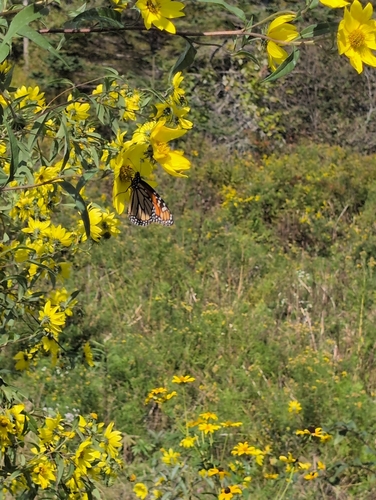 Monarch