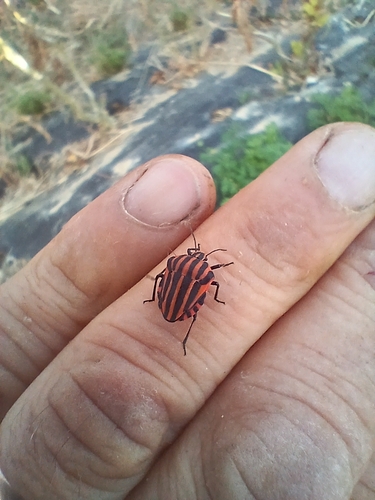 European Striped Shield Bug