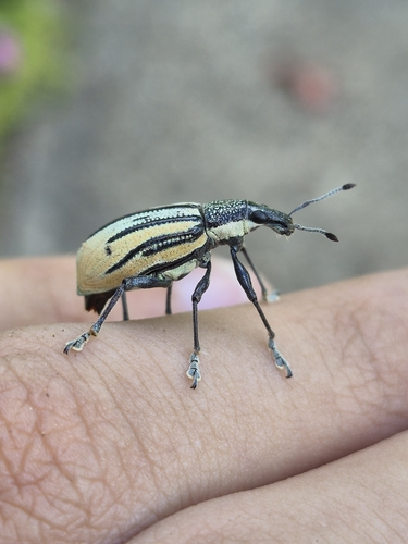 Diaprepes Root Weevil