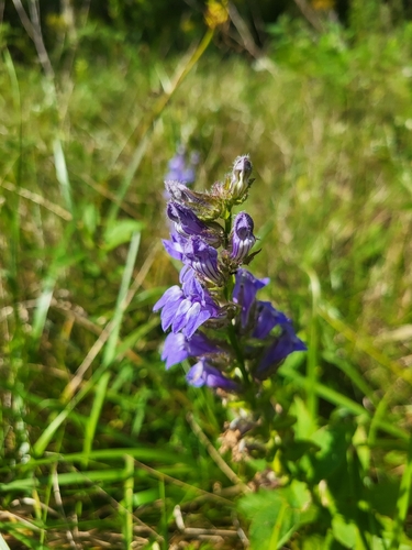 great blue lobelia