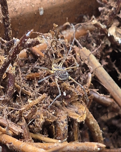 Metacynortoides