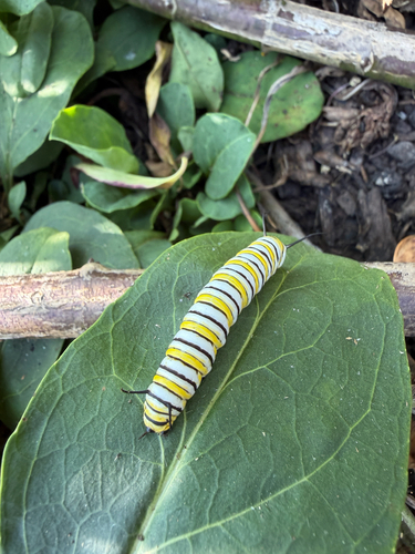 Monarch