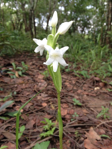 Satyrium kitimboense