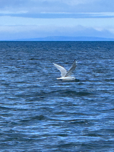 Bonaparte's Gull
