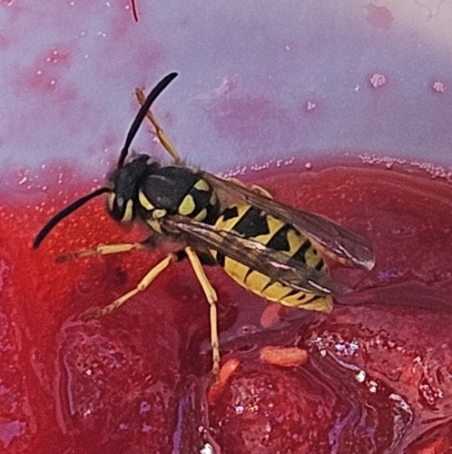 German Yellowjacket