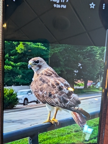 Red-tailed Hawk