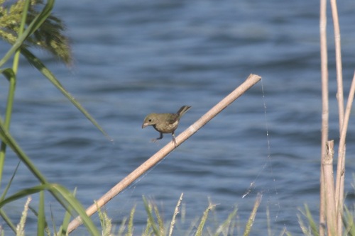 Painted Bunting