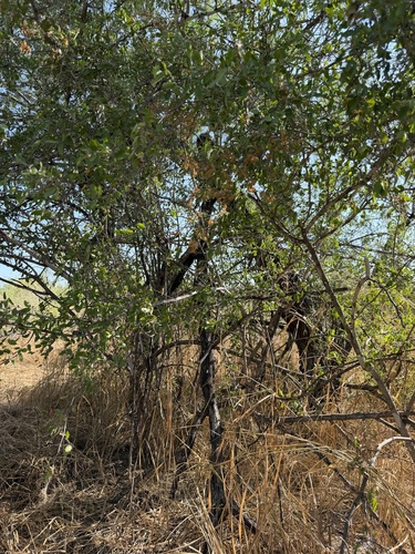 spiny hackberry