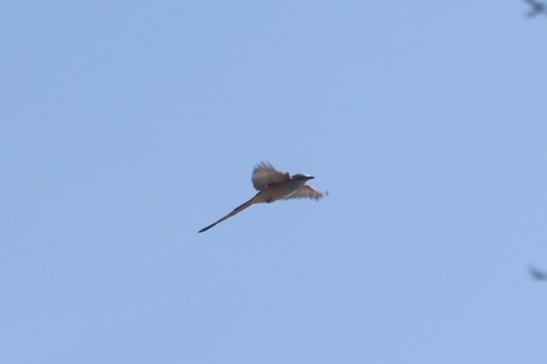 Scissor-tailed Flycatcher