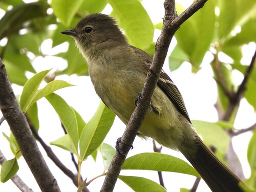 Small-headed Elaenia