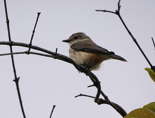 Vermilion Flycatcher