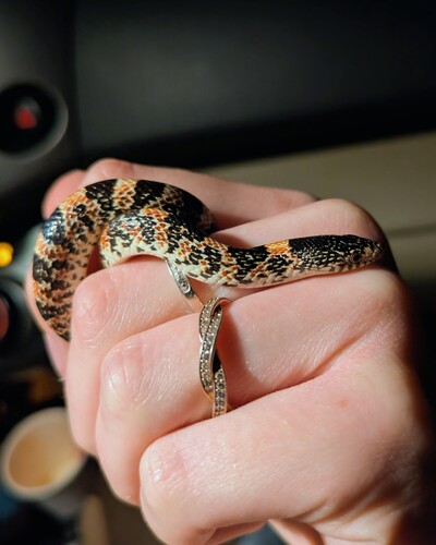 Long-nosed Snake