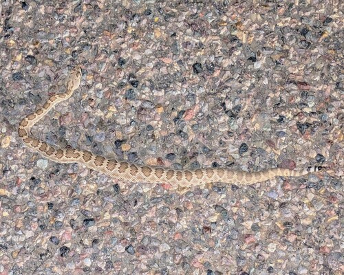Mojave Rattlesnake