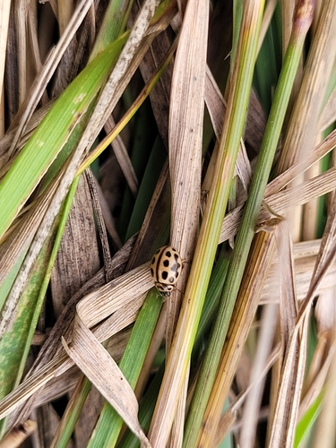 16-spot Ladybird