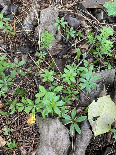 fragrant bedstraw